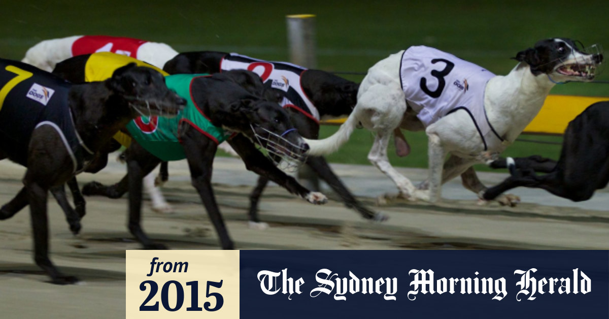 First greyhound meet in Sydney since baiting allegations trainers